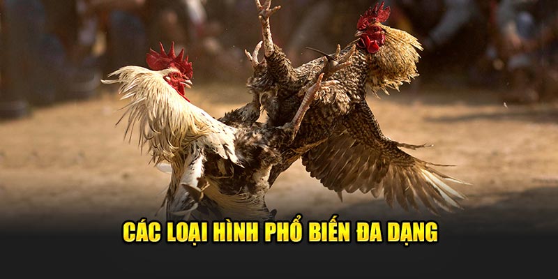 Các loại hình phổ biến đa dạng 